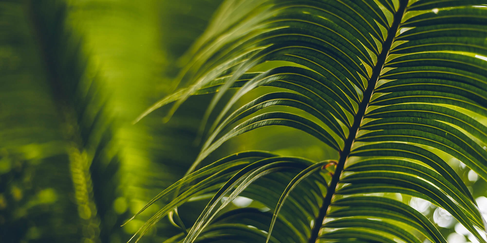 Lush green palm tree leaves in soft focus