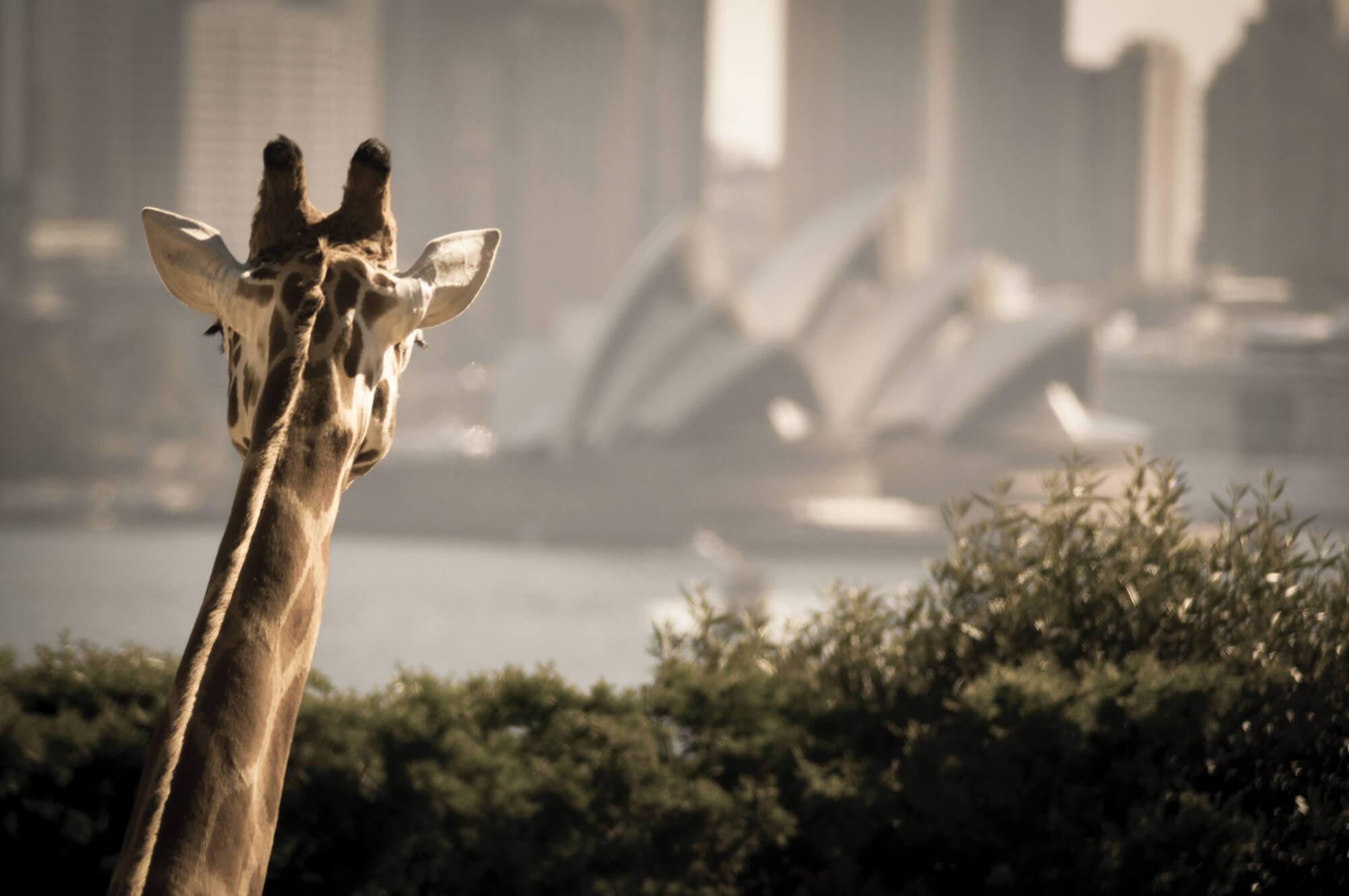 Visit Tarronga Zoo animals views Sydney Harbour DiJones short stays